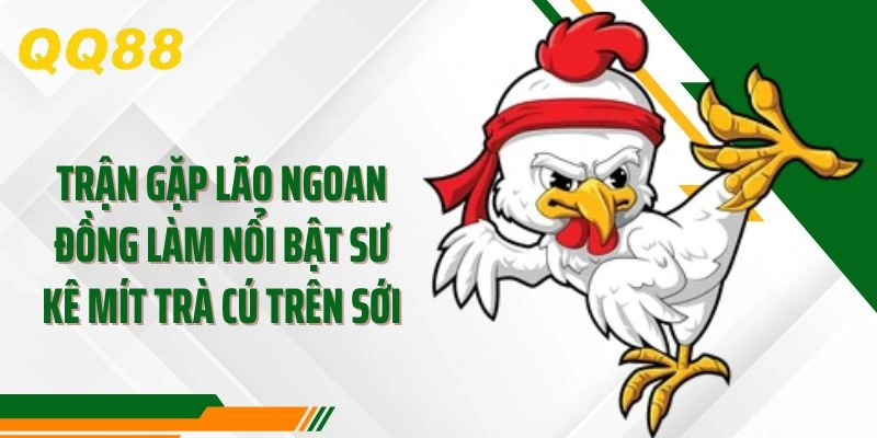 Trận gặp Lão Ngoan Đồng làm nổi bật sư kê Mít Trà Cú trên sới